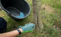 Efficacité du fertilisant bleu dans la lutte contre la mousse : que faut-il vraiment en penser ?