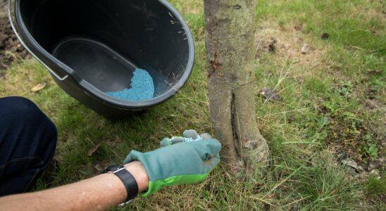 Efficacité du fertilisant bleu dans la lutte contre la mousse : que faut-il vraiment en penser ?