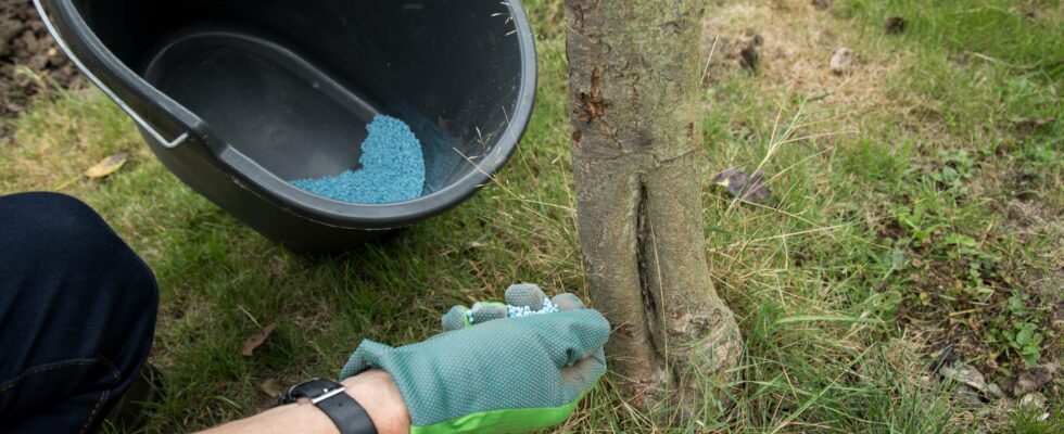 Efficacité du fertilisant bleu dans la lutte contre la mousse : que faut-il vraiment en penser ?