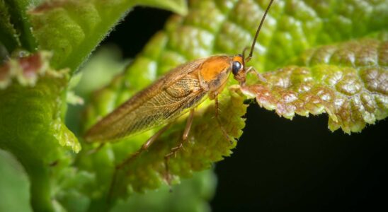 Un intrus inédit dans nos domiciles : découvrez la blatte ambre, un néobiote