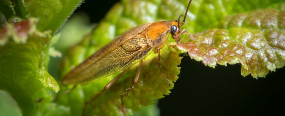 Un intrus inédit dans nos domiciles : découvrez la blatte ambre, un néobiote