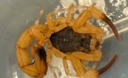 Un scorpion jaune dangereux découvert à Wokingham : une femme traumatisée partage son expérience.