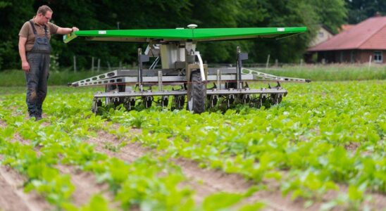 Sécurité alimentaire : l'importance de la biodiversité en agriculture