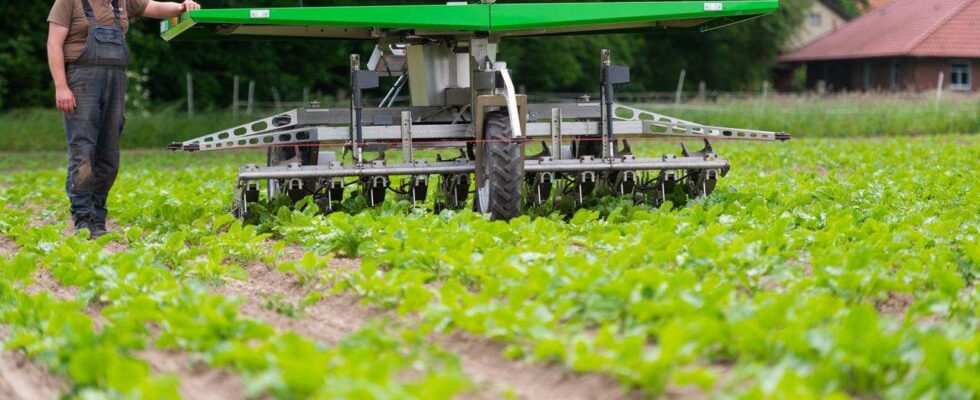 Sécurité alimentaire : l'importance de la biodiversité en agriculture