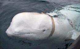 La vérité sur Hvaldimir, la baleine espionne de Poutine : un documentaire dévoile sa mission secrète en Arctique