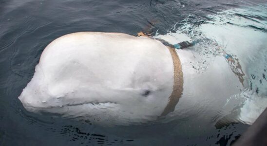 La vérité sur Hvaldimir, la baleine espionne de Poutine : un documentaire dévoile sa mission secrète en Arctique