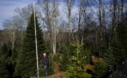 L'arbre de Noël de la Maison Blanche proviendra d'une ferme impactée par l'ouragan Helene