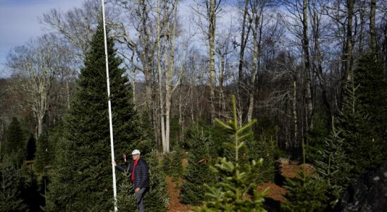 L'arbre de Noël de la Maison Blanche proviendra d'une ferme impactée par l'ouragan Helene