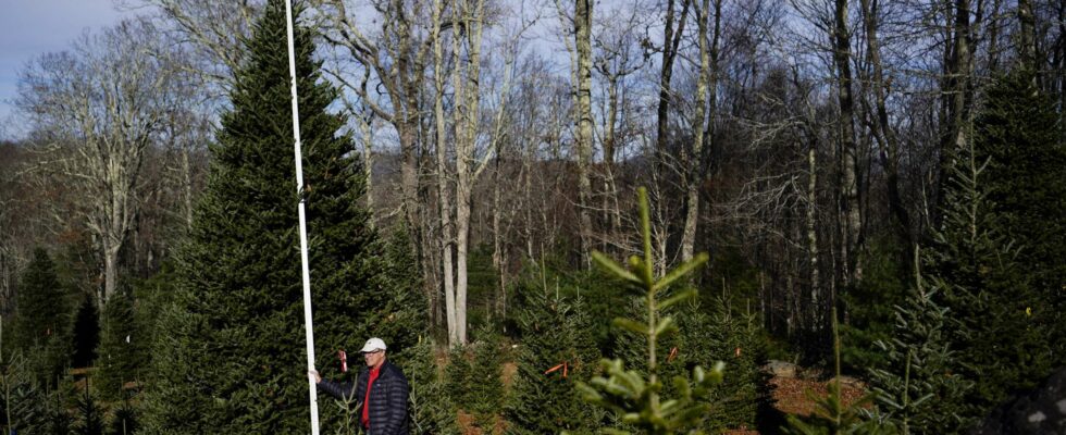 L'arbre de Noël de la Maison Blanche proviendra d'une ferme impactée par l'ouragan Helene