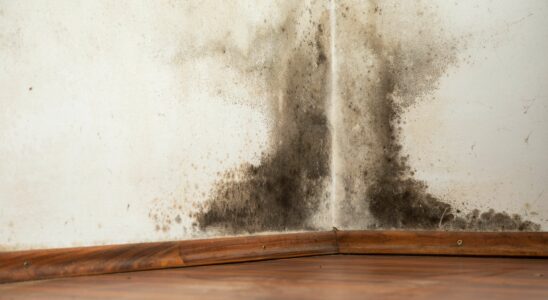 Cinq astuces gratuites pour prévenir la moisissure et la condensation dans votre maison avec l'arrivée du froid