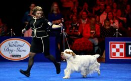 Où visionner le National Dog Show 2024 sans frais