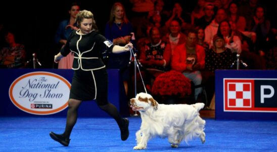 Où visionner le National Dog Show 2024 sans frais