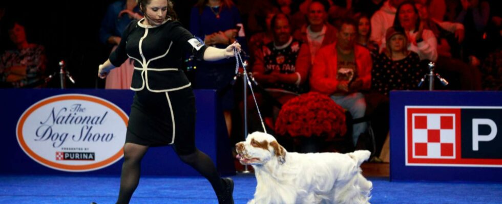 Où visionner le National Dog Show 2024 sans frais