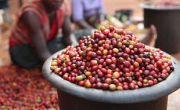 L'impact des conditions climatiques extrêmes sur les cultures de café et la hausse des prix