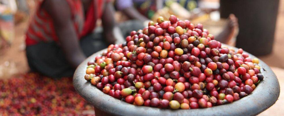 L'impact des conditions climatiques extrêmes sur les cultures de café et la hausse des prix