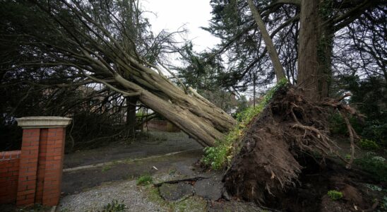 Un deuxième décès tragique lors de la tempête Darragh : un homme dans la quarantaine perd la vie écrasé par un arbre sous des vents de 150 km/h.