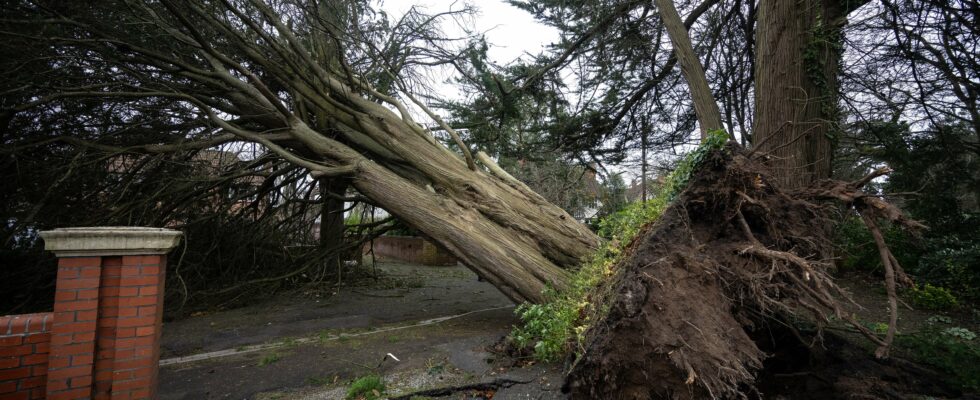 Un deuxième décès tragique lors de la tempête Darragh : un homme dans la quarantaine perd la vie écrasé par un arbre sous des vents de 150 km/h.