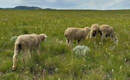 Le cérumen de mouton : un indicateur surprenant d'un régime alimentaire nocif.