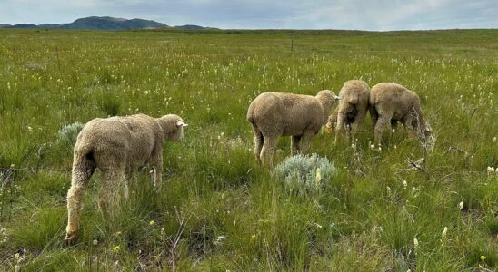 Le cérumen de mouton : un indicateur surprenant d'un régime alimentaire nocif.