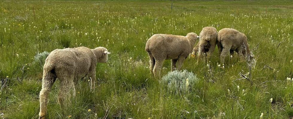 Le cérumen de mouton : un indicateur surprenant d'un régime alimentaire nocif.