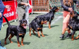 Le canton de Zurich bannit les Rottweilers : les raisons de l'augmentation des attaques canines persistantes