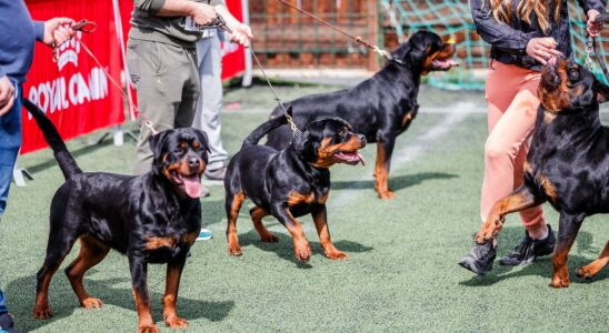 Le canton de Zurich bannit les Rottweilers : les raisons de l'augmentation des attaques canines persistantes