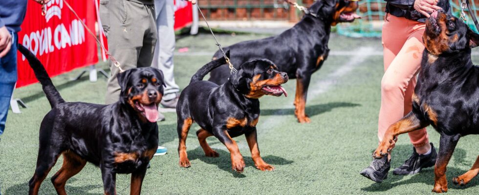 Le canton de Zurich bannit les Rottweilers : les raisons de l'augmentation des attaques canines persistantes