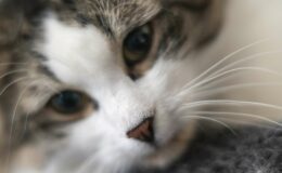 Rappel d'une marque d'aliments pour animaux suite à une contamination par la grippe aviaire après le décès d'un chat