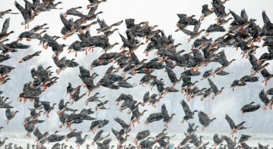 Impact des pétards de la Saint-Sylvestre sur la faune : un stress élevé pour les oiseaux et les animaux