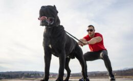 Des chiens XL Bullies adorés par des célébrités en vente à 75 £ : l'interdiction ne changera rien à la situation