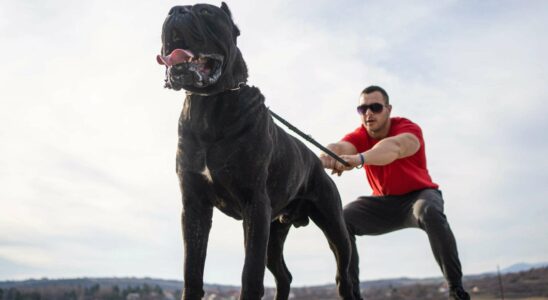 Des chiens XL Bullies adorés par des célébrités en vente à 75 £ : l'interdiction ne changera rien à la situation