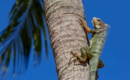 Conseils de la Floride concernant les iguanes exposés au froid