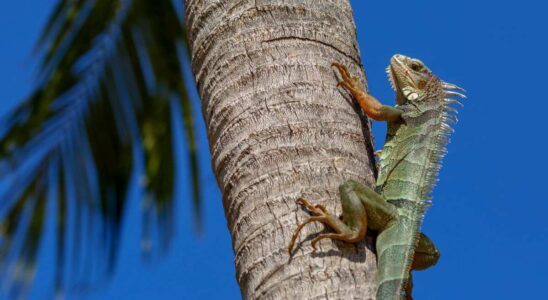 Conseils de la Floride concernant les iguanes exposés au froid