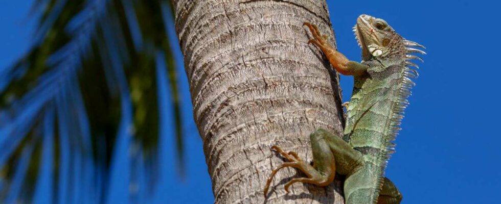 Conseils de la Floride concernant les iguanes exposés au froid