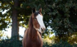 Anheuser-Busch ramène les célèbres Clydesdales de Budweiser sur les routes locales pour le Super Bowl