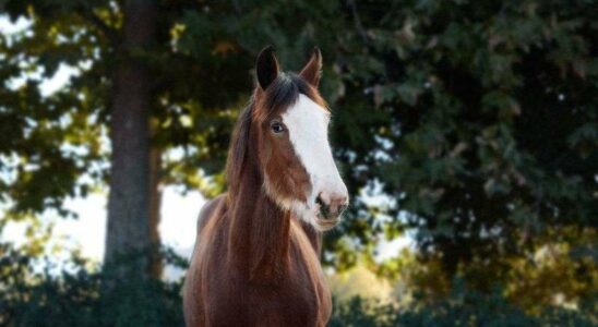 Anheuser-Busch ramène les célèbres Clydesdales de Budweiser sur les routes locales pour le Super Bowl