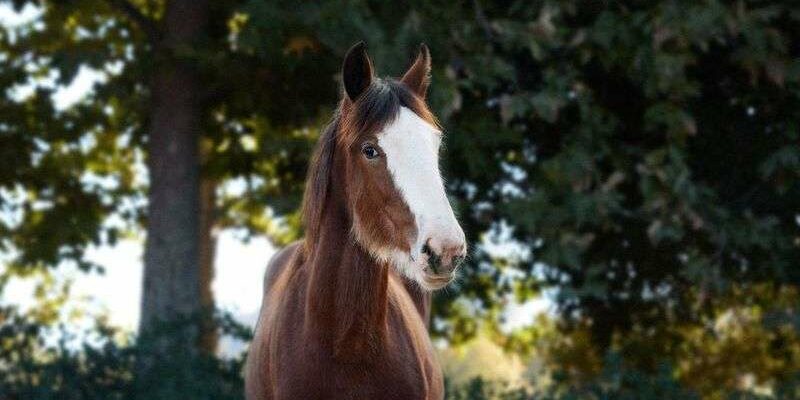 Anheuser-Busch ramène les célèbres Clydesdales de Budweiser sur les routes locales pour le Super Bowl