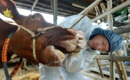 Fièvre aphteuse : Barnim épargné malgré des pertes considérables anticipées