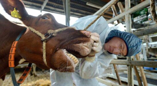 Fièvre aphteuse : Barnim épargné malgré des pertes considérables anticipées