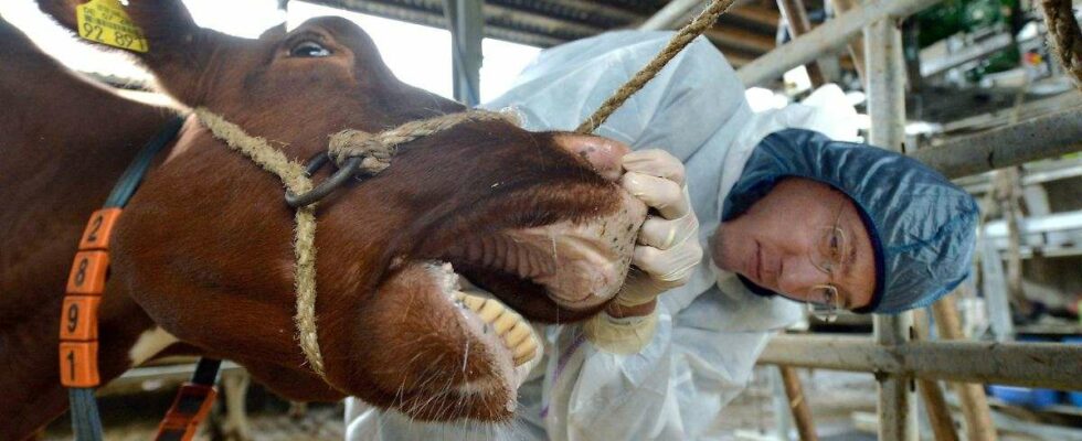 Fièvre aphteuse : Barnim épargné malgré des pertes considérables anticipées