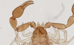 Un antibiotique révolutionnaire dérivé du venin de scorpion pour combattre les germes hospitaliers