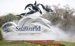 PETA conteste légalement l'accord de SeaWorld pour dénoncer les abus envers les animaux