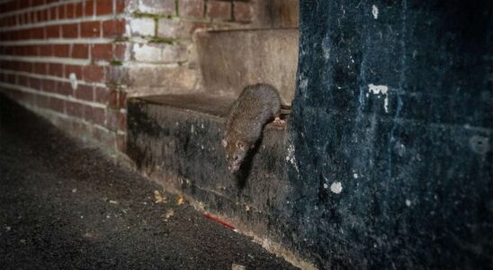 Rats en milieu urbain : l'impact de la chaleur sur nos villes