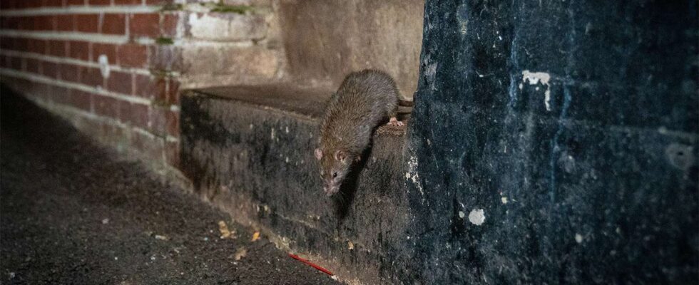 Rats en milieu urbain : l'impact de la chaleur sur nos villes