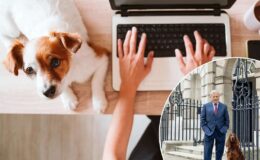 Titre : Martin Sorrell : Pourquoi il est préférable d'amener votre animal de compagnie au bureau plutôt que de travailler à domicile !