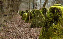 Blocs de béton pour la préservation de la faune : des barrages anti-chars facilitent la migration des espèces menacées.