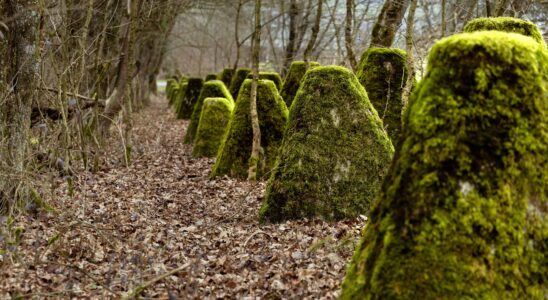 Blocs de béton pour la préservation de la faune : des barrages anti-chars facilitent la migration des espèces menacées.