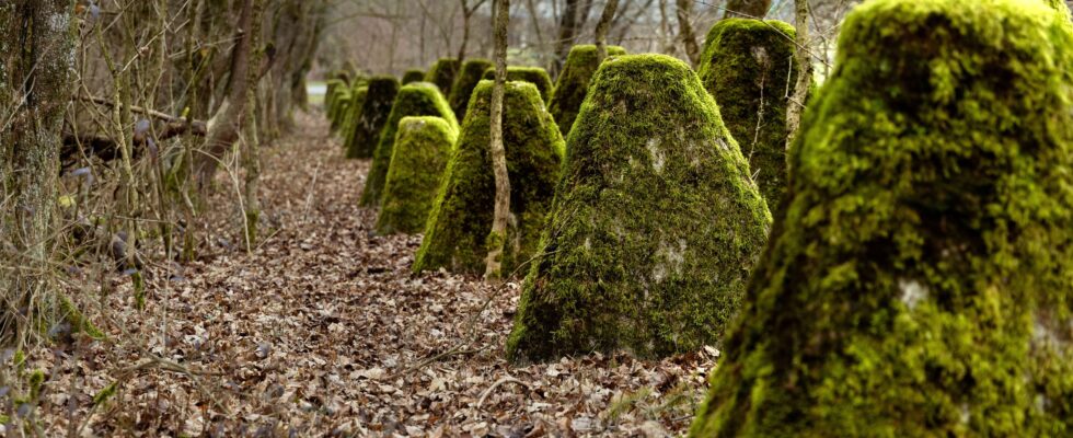 Blocs de béton pour la préservation de la faune : des barrages anti-chars facilitent la migration des espèces menacées.