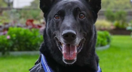 Un chien de service héroïque, célèbre pour avoir neutralisé un intrus à la Maison Blanche, s'éteint à l'âge de 15 ans.