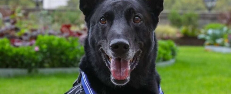 Un chien de service héroïque, célèbre pour avoir neutralisé un intrus à la Maison Blanche, s'éteint à l'âge de 15 ans.